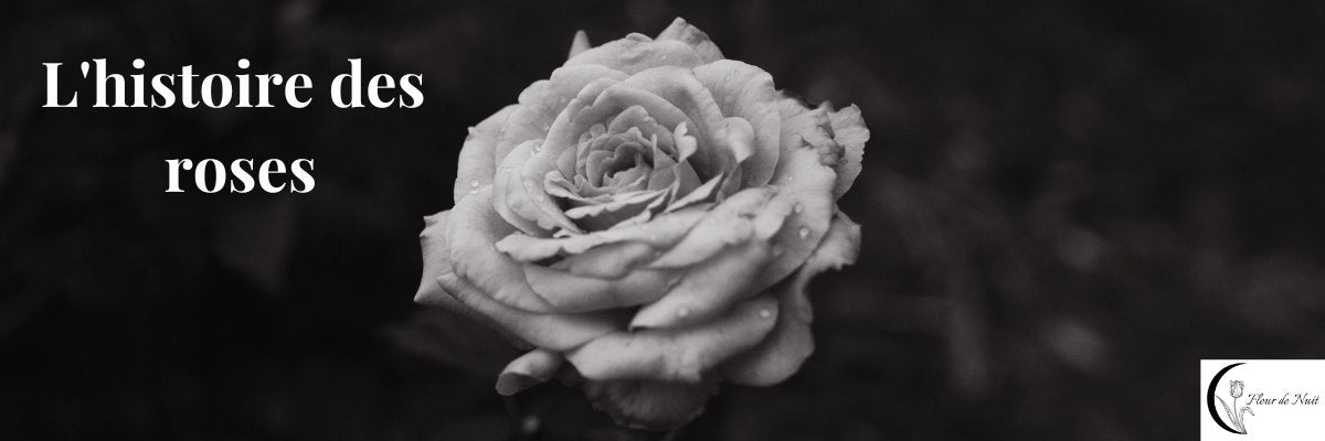 ﻿﻿L'HISTOIRE DES ROSES - Fleur de Nuit